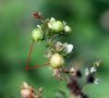 Parasitée par des charençons
