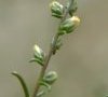 rameau fleuri