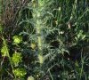 jeune plante