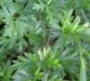 feuille basale