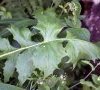 feuille basale