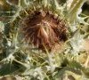 fleur fanée