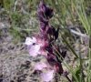grappe florale