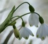 fleurs