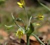 inflorescence DB
