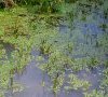 milieu
