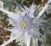 fleur