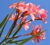 inflorescence