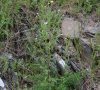 plante entière en boutons