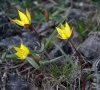 fleurs DB