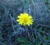 Floraison en décembre