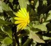 fleur