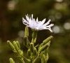 début de floraison