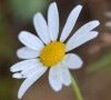 capitule à fleurs radiées