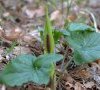 plante entière