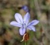 fleur