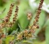 inflorescence en fleurs et fruits