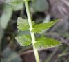 Folioles
