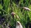 inflorescence en bouton