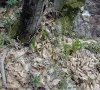 milieu