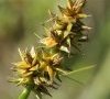 inflorescence détail