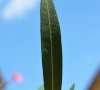 feuille dessus