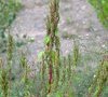 inflorescence