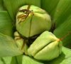 fruits