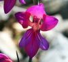 fleur