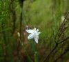 Fleur © ET