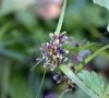 inflorescence détail