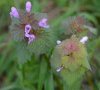Lamium hybridum (G) et L. purpureum (D)
