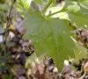 feuille