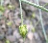fruit