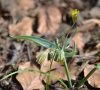inflorescence