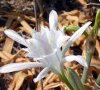 fleur