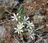 inflorescence