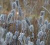 Plante en automne © ET