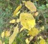Feuilles en automne © ET
