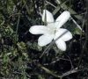 fleur monochrome