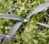 plante en bouton