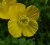 Fleurs © ET