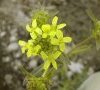 fleurs et boutons