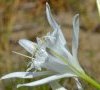 fleur
