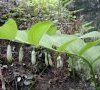 inflorescence