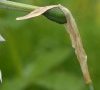 spathe