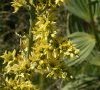 originalité fleurs jaunes