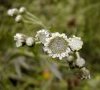 fleurs