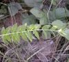 Feuille