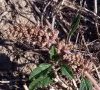inflorescence